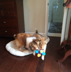 Bruno and friend playing in the bedroom.JPG
