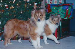 Christmas at the House in Texas (Sheltie style) 001.jpg
