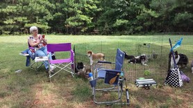 Puppies at the Cary Kennel Club Match Crowder Park, Apex NC.jpg