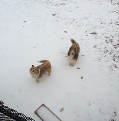 Their first snow experience !.JPG
